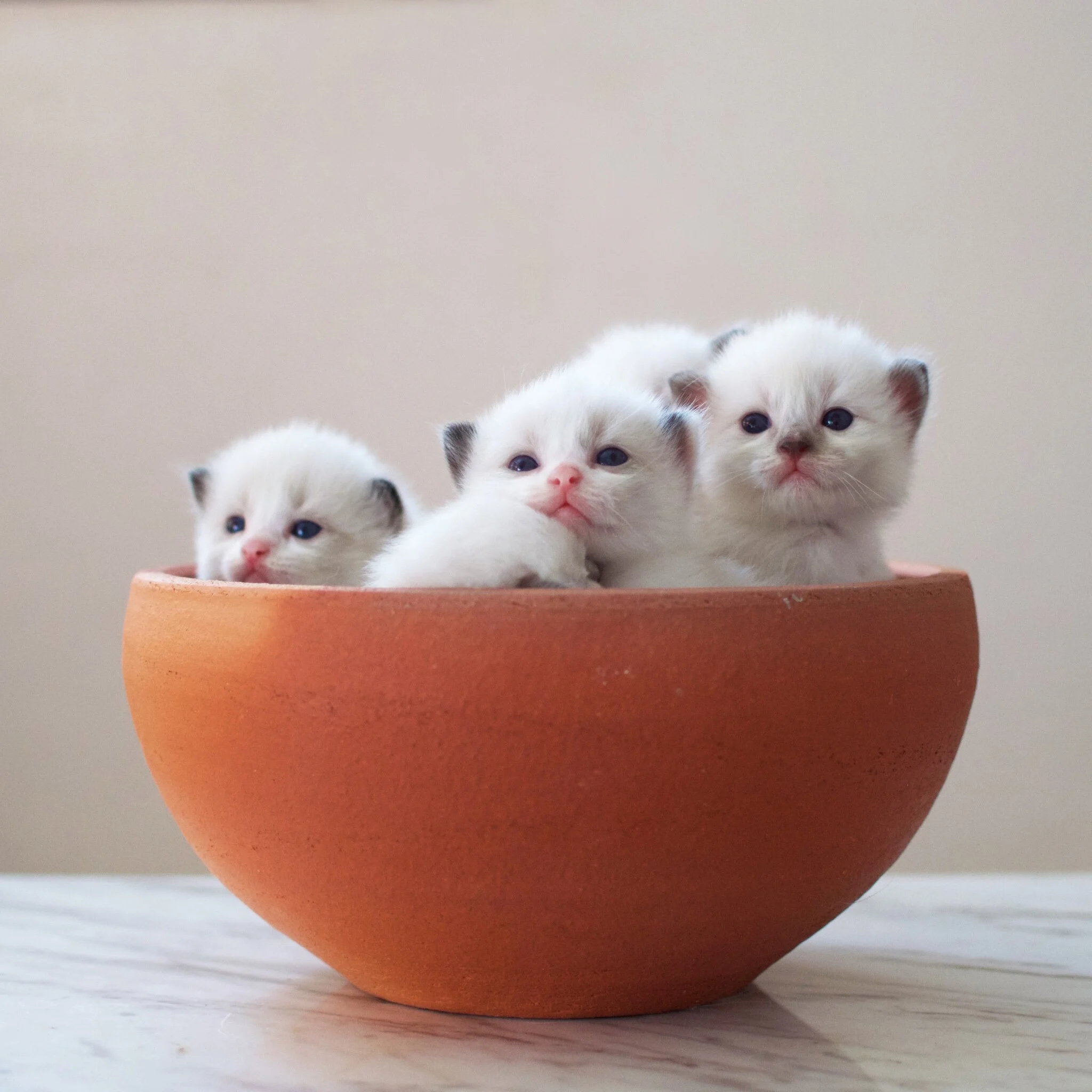Baby ragdoll sales